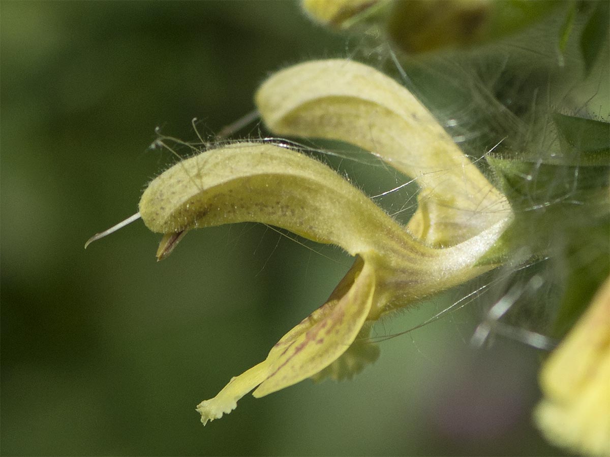 Salvia glutinosa